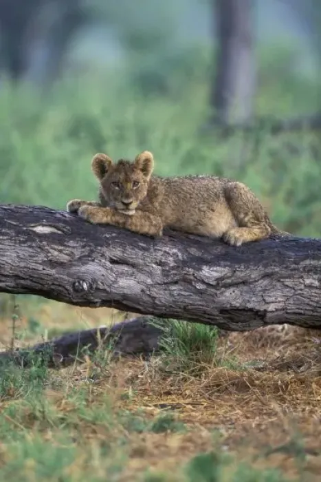 Framed Print : Botswana, Moremi Game Reserve, Lion cub (Panthera leo) sits on tree branch after Framed Print : Botswana, Moremi Game Reserve, Lion cub (Panthera leo) sits on tree branch after