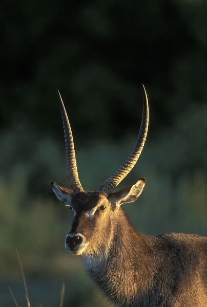 Botswana, Moremi Game Reserve, Waterbuck (Kobus ellipsiprymnus) stands along Khwai