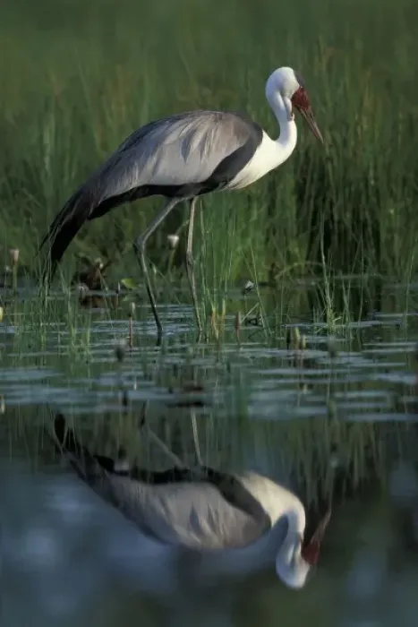 Framed Print : Botswana, Moremi Game Reserve, Wattled Crane (Bugeranus carunculatis) in pool along Framed Print : Botswana, Moremi Game Reserve, Wattled Crane (Bugeranus carunculatis) in pool along