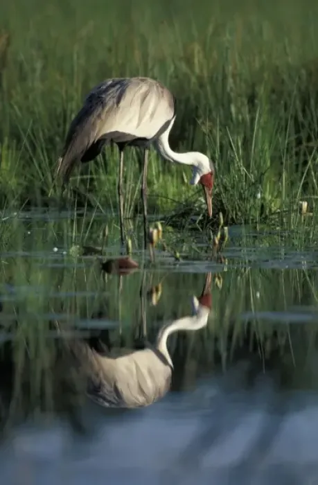 Framed Print : Botswana, Moremi Game Reserve, Wattled Crane (Bugeranus carunculatis) in pool along Framed Print : Botswana, Moremi Game Reserve, Wattled Crane (Bugeranus carunculatis) in pool along