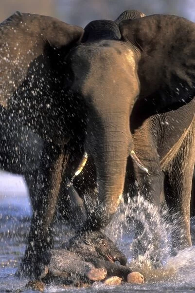 Botswana, Moremi Game Reserve, Young Elephant calf falls at mothers feet (Loxodonta