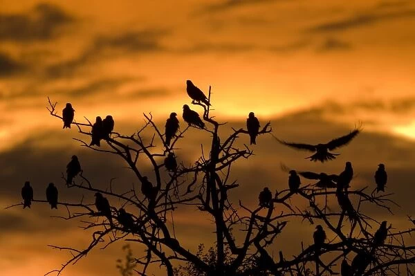 Botswana, Nxai Pan National Park. Black Kites (Milvus migrans) resting in tree at sunset