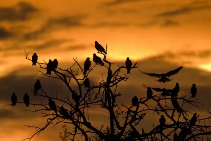 Framed Print : Botswana, Nxai Pan National Park. Black Kites (Milvus migrans) resting in tree at sunset Framed Print : Botswana, Nxai Pan National Park. Black Kites (Milvus migrans) resting in tree at sunset