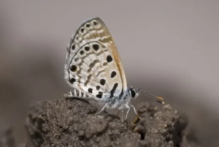 Framed Print : Botswana, Nxai Pan National Park. Butterfly sitting on damp earth during rainy season