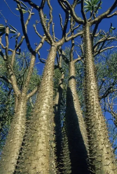 Framed Print : Bottle Tree, (Pachypodium lamerei), Spiny Desert, SW Madagascar Framed Print : Bottle Tree, (Pachypodium lamerei), Spiny Desert, SW Madagascar