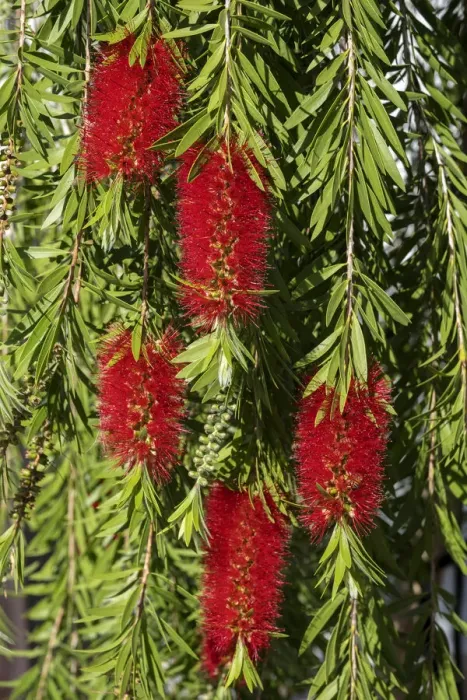 Framed Print : Bottlebrush flowers Framed Print : Bottlebrush flowers