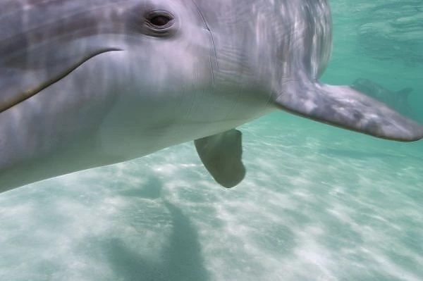 Bottlenose Dolphins (Tursiops truncatus) Carribean Sea near Roatan, Honduras