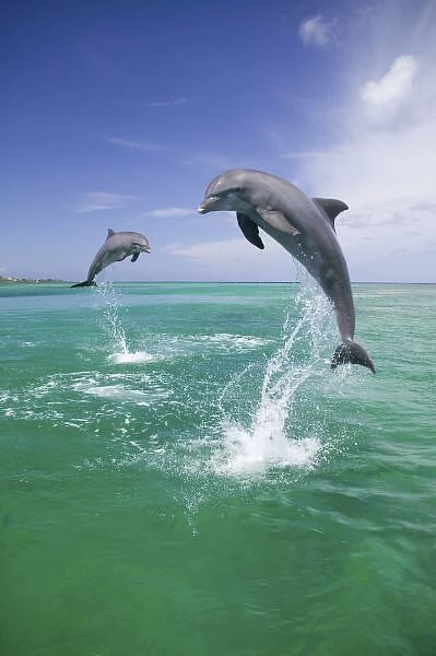 Bottlenose Dolphins (Tursiops truncatus) Caribbean Sea, Honduras