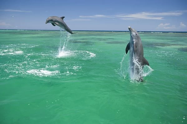 Bottlenose Dolphins (Tursiops truncatus) Carribean Sea near Roatan, Honduras