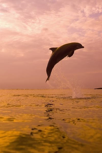 Bottlenose Dolphins (Tursiops truncatus) Caribbean Sea near Roatan, Honduras