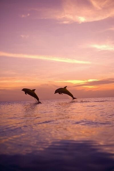 Bottlenose Dolphins (Tursiops truncatus) Caribbean Sea near Roatan, Honduras