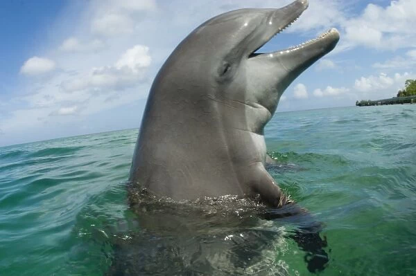 Bottlenose Dolphins (Tursiops truncatus) near Roatan, Honduras, Caribbean Sea (RF)