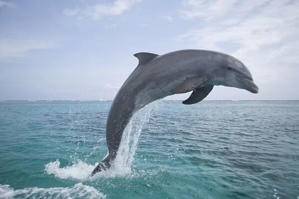 Bottlenose Dolphins (Tursiops truncatus) Caribbean Sea (RF)