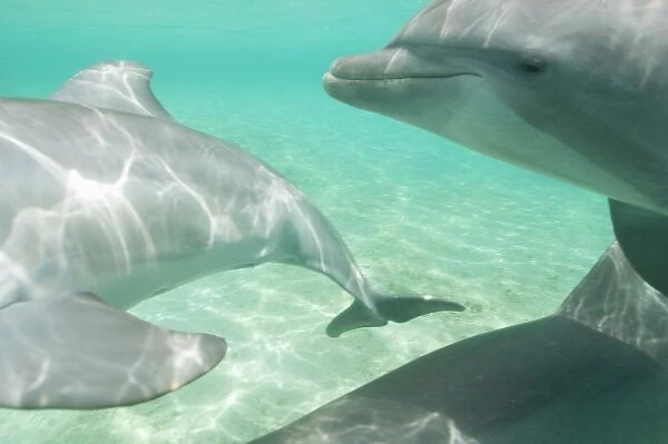Bottlenose Dolphins (Tursiops truncatus) Caribbean Sea near Roatan, Honduras (RF)