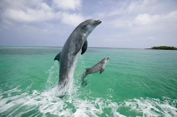 Bottlenose Dolphins (Tursiops truncatus) Caribbean Sea (RF)