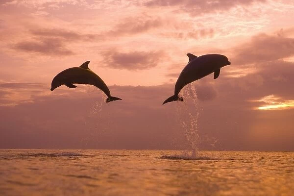 Bottlenose Dolphins (Tursiops truncatus) Caribbean Sea near Roatan, Honduras (RF)