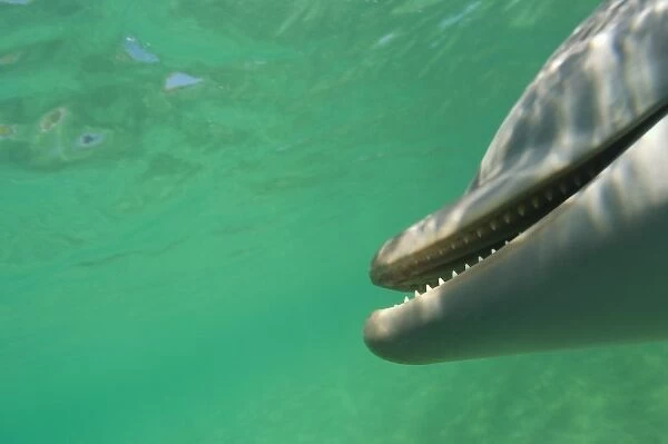 Bottlenose Dolphins (Tursiops truncatus) Carribean Sea near Roatan, Honduras (RF)