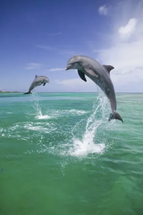 Framed Print : Bottlenose Dolphins (Tursiops truncatus) Caribbean Sea, Honduras