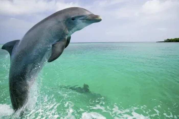 Framed Print : Bottlenose Dolphins (Tursiops truncatus) Caribbean Sea