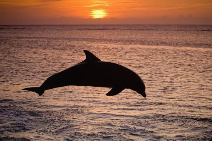 Framed Print : Bottlenose Dolphins (Tursiops truncatus) Caribbean Sea near Roatan, Honduras