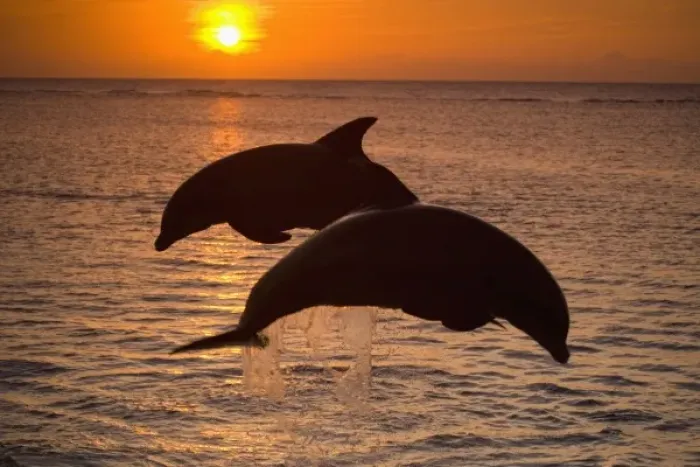 Framed Print : Bottlenose Dolphins (Tursiops truncatus) Caribbean Sea near Roatan, Honduras