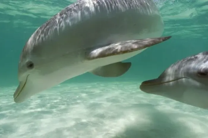 Framed Print : Bottlenose Dolphins (Tursiops truncatus) Carribean Sea near Roatan, Honduras