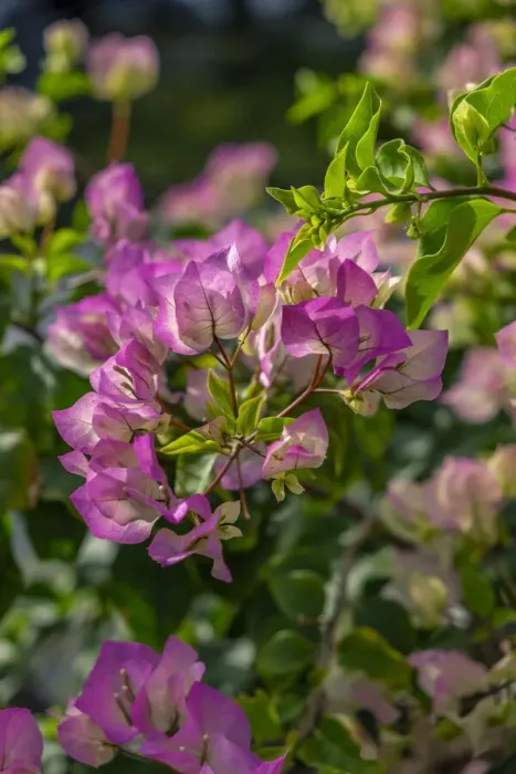 Framed Print : Bougainvillea