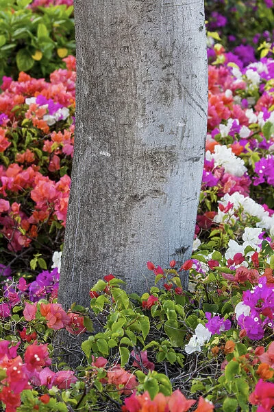 Bougainvillea flowering, Kihei, Maui, Hawaii