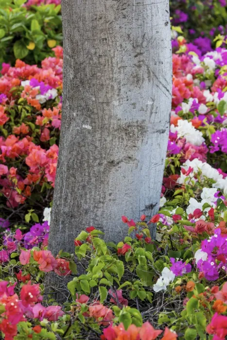 Framed Print : Bougainvillea flowering, Kihei, Maui, Hawaii Framed Print : Bougainvillea flowering, Kihei, Maui, Hawaii