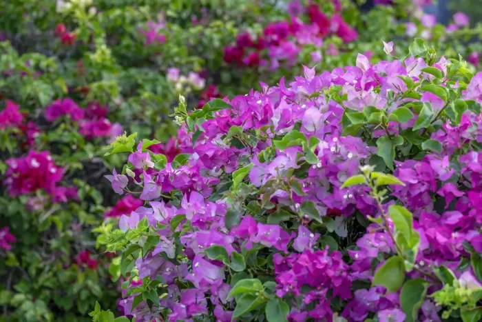 Framed Print : Bougainvillea in tropical garden Framed Print : Bougainvillea in tropical garden
