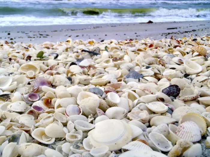 Framed Print : Bounty of Shells on Beaches of Sanibel Island, Florida, USA Framed Print : Bounty of Shells on Beaches of Sanibel Island, Florida, USA
