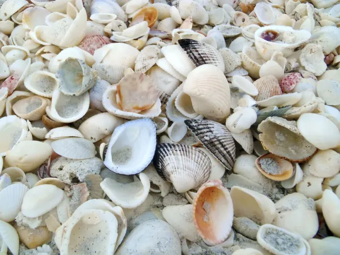 Framed Print : Bounty of Shells on Beaches of Sanibel Island, Florida, USA