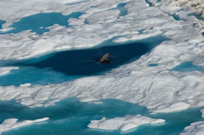 Framed Print : bowhead whale, Balaena mysticetus, poking up from multi-layer ice (fresh water pans Framed Print : bowhead whale, Balaena mysticetus, poking up from multi-layer ice (fresh water pans