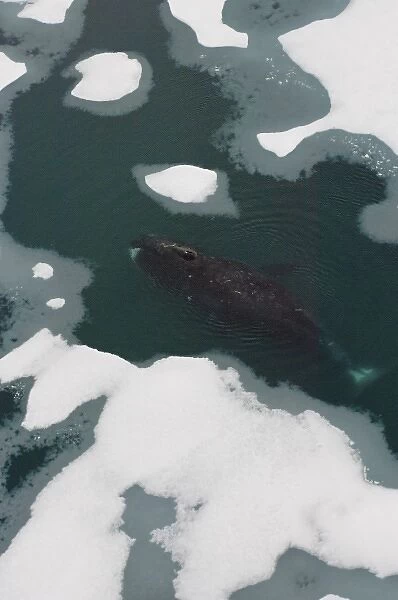 bowhead whale, Balaena mysticetus, swimming amidst multi-layer ice, Chuckchi Sea