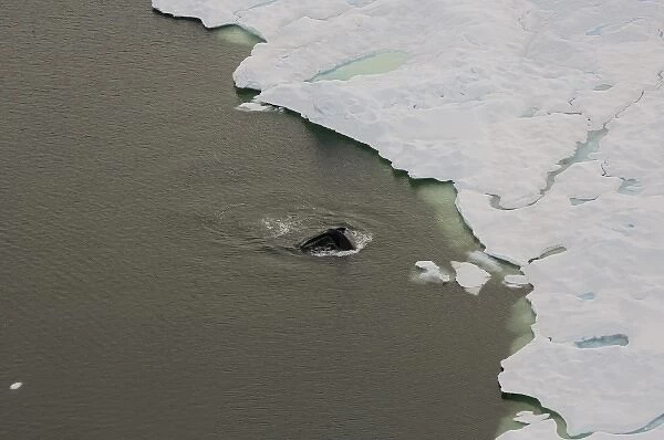 bowhead whale, Balaena mysticetus, swimming in the Chuckchi Sea, off shore from Point Barrow