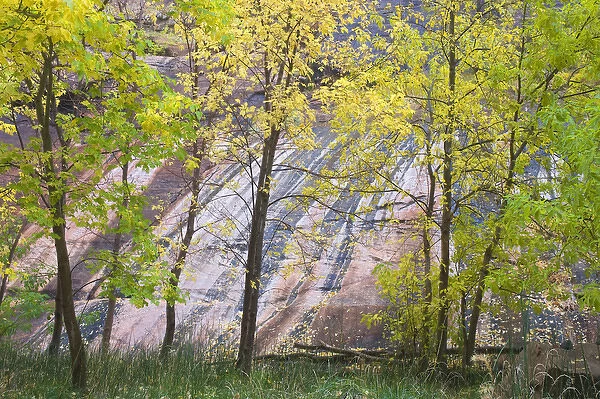 Box Elder Trees, acer negundo, in fall foliage, Sandstone walls, Zion National Park