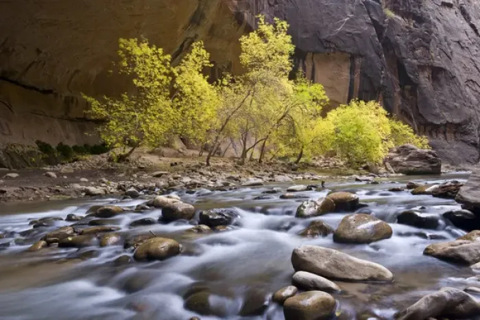 Framed Print : Box Elder Trees, acer negundo, in fall foliage, on bank of cascading Virgin River
