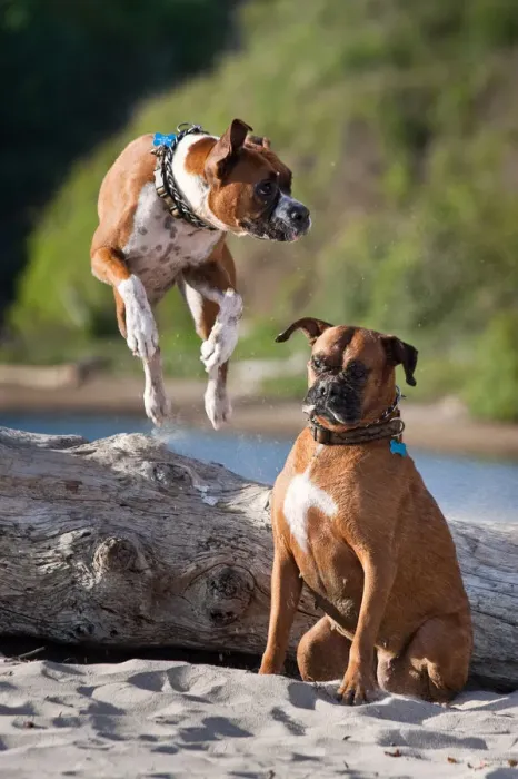 Framed Print : Two Boxers playing at Hendreys Beach in Santa Barbara California Framed Print : Two Boxers playing at Hendreys Beach in Santa Barbara California