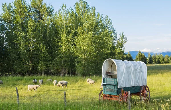 Bozeman Montana scenic view of sheep and stagecoach in beautiful green fields of