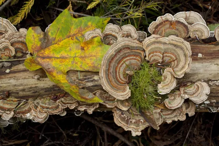 Framed Print : Bracket fungus Trametes versicolor on log in Sechelt, British Columbia Framed Print : Bracket fungus Trametes versicolor on log in Sechelt, British Columbia