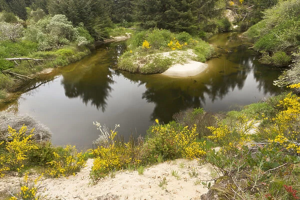 A brackish creek runs through the coastal dunes in Florence, Oregon