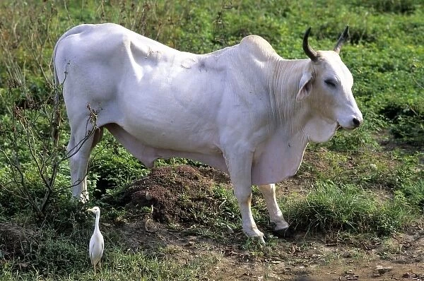Brahma bull, Brahman a breed of cattle