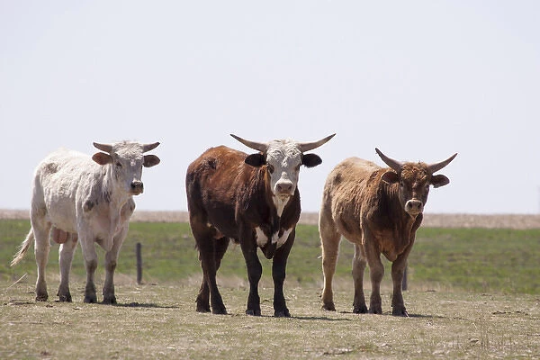 three brahma bulls standing in pasture