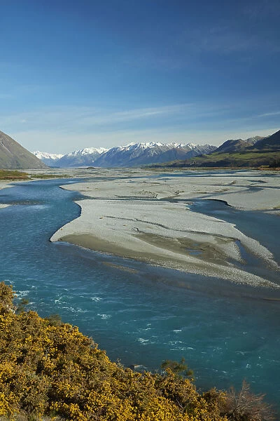 Braided streams of the Rakaia River, and gorse in flower, Mid Canterbury, South Island