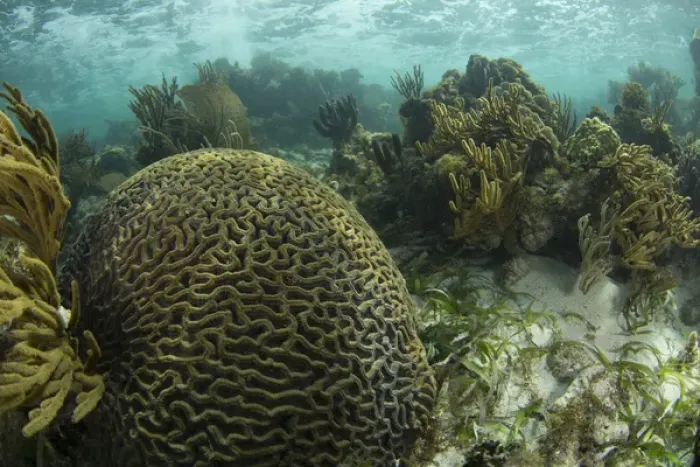 Framed Print : A brain coral is seen as part of a coral outgrowth in shallow blue water off the Isle of Youth