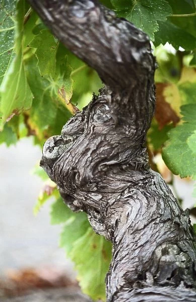 A branch of a very old vine with gnarled wrinkeled bark in Collioure, Languedoc-Roussillon