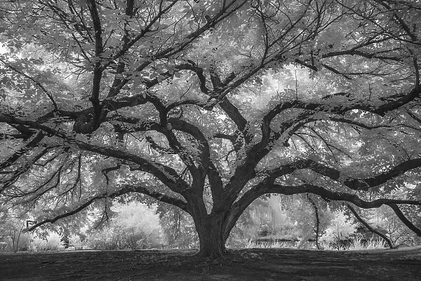 Branches reaching out on a grand tree in Botanica, Wichita, Kansas