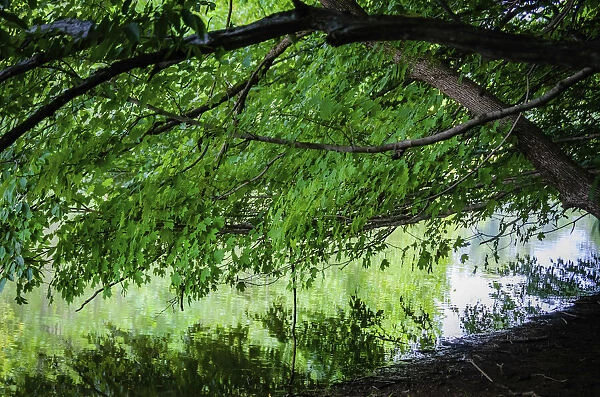 Branches over water, Whitewater Memorial State Park, Indiana, USA