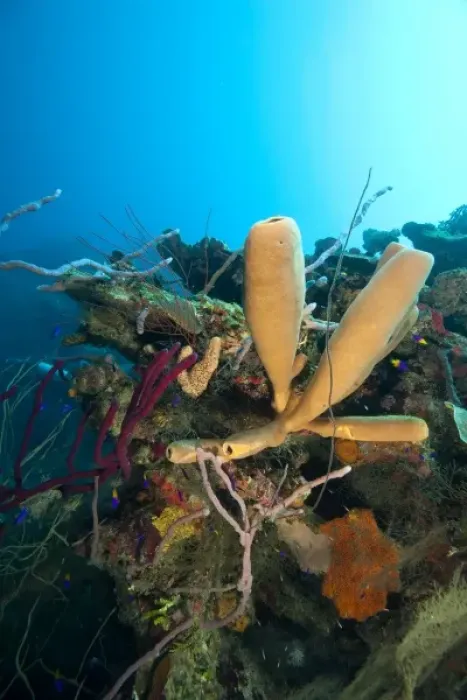 Framed Print : Branching Vase Sponge (Callyspongia vaginalis), Caribbean Scuba Diving, Roatan, Bay Islands