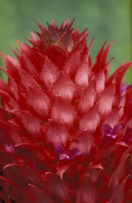 Framed Print : Brazil, Amazon Region. Wild Pineapple Bromeliad. (Ananas bracteatus) Framed Print : Brazil, Amazon Region. Wild Pineapple Bromeliad. (Ananas bracteatus)